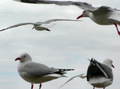  Four Gulls, Taken on Onetangi Beach, Waiheke Island